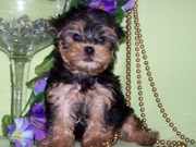 Two Cute Yorkie Puppies For Adoption 